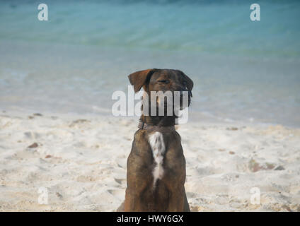 Arubian cunucu dog making a face at the beach. Stock Photo