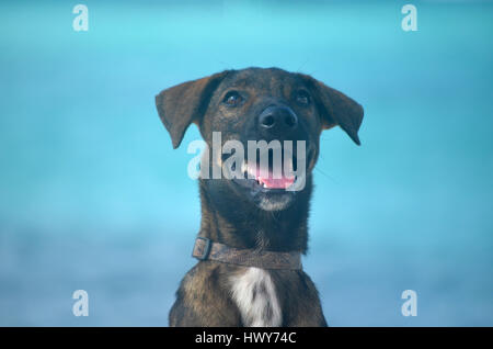 Beautiful cunucu dog at the beach in Aruba. Stock Photo