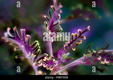 Garden Plant Bayern Kiwi Stock Photo 225847844 Alamy