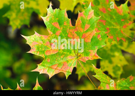 Norway Maple leaf in autumn Stock Photo