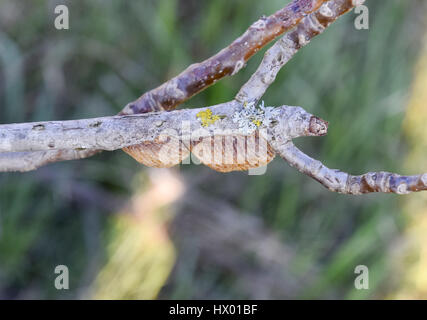 Ootheca mantis on the branches of a tree. The eggs of the insect laid in the cocoon for the winter are laid. Stock Photo