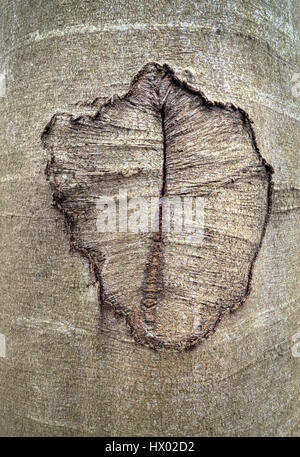 Abstract anomaly in a beech trunk Stock Photo