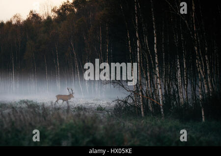 Beautiful red deer stag goes to foggy misty forest landscape in autumn in Belarus. Stock Photo