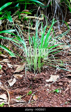 Bunch of Lemon Grass in the forest Stock Photo