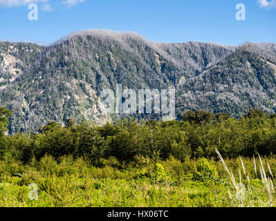Ash covered slopes of the volcano Chaiten, dead trees of the eruption of 2008, Park Pumalin, Patagonia, Chile Stock Photo