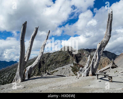 Ash covered slopes of the volcano Chaiten, dead trees of the eruption of 2008, at end of hiking trail  up to the crater, Park Pumalin, Patagonia, Chil Stock Photo