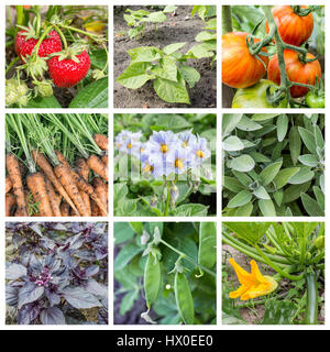 Collage with fruits, vegetables and herbs in the garden Stock Photo