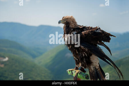 eagle with a big beak closeup sitting on poles over a mountain landscape Stock Photo