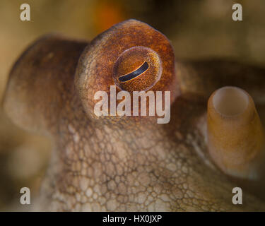 The Eye of an Octopus in Florida Stock Photo