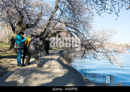 Tourists photograph the famous Japanese Cherry Blossom trees that line the Tidal Basin near the Martin Luther King Memorial on the National Mall in Wa Stock Photo