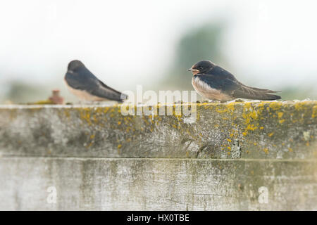 Two Barn Swallows (Hirundo rustica) resting after hunting Stock Photo