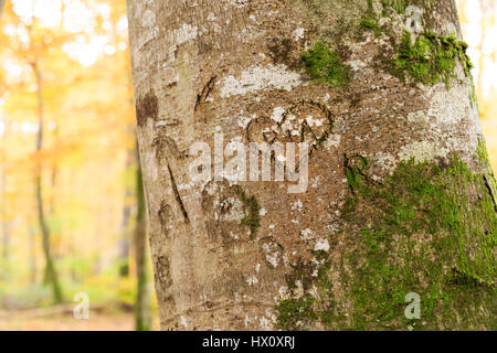 Engraved beech trunk, France, Allier, Tronçais forest, Saint-Bonnet-Troncais Stock Photo