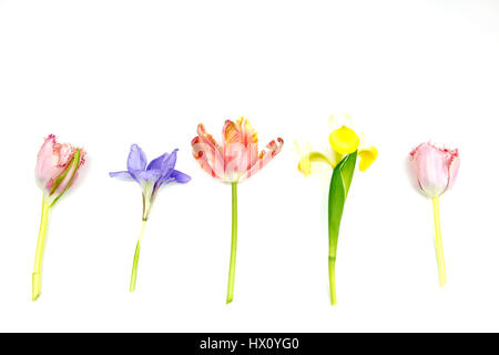 Plants, Flowers, Studio shot of colourful cut Tulip stems with Irises against white background. Stock Photo