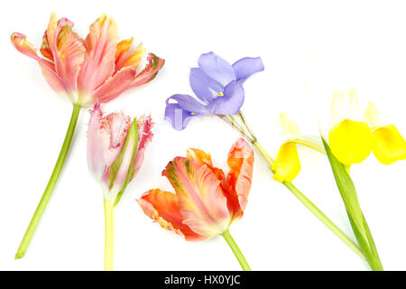 Plants, Flowers, Studio shot of colourful cut Tulip stems with Irises against white background. Stock Photo