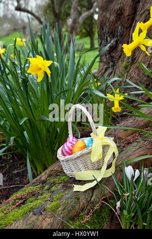Festivals, Religious, Easter, Egg hunt, basket of chocolate eggs hidden in garden amongst daffodils. Stock Photo
