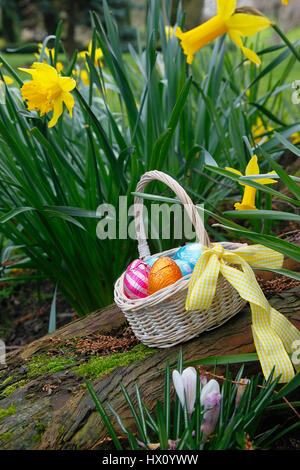 Festivals, Religious, Easter, Egg hunt, basket of chocolate eggs hidden in garden amongst daffodils. Stock Photo