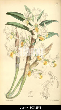 Dendrobium scabrilingue (as Dendrobium hedyosmum)   Curtis' 91 (Ser. 3 no. 21) pl. 5515 (1865) Stock Photo