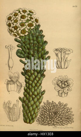 Euphorbia caput medusae 142 8673 Stock Photo
