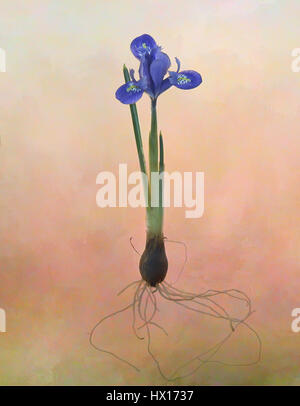 Dwarf Iris Stock Photo