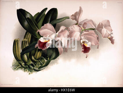 Frederick Sander   Reichenbachia II plate 75 (1890)   Cattleya labiata gaskelliana Stock Photo