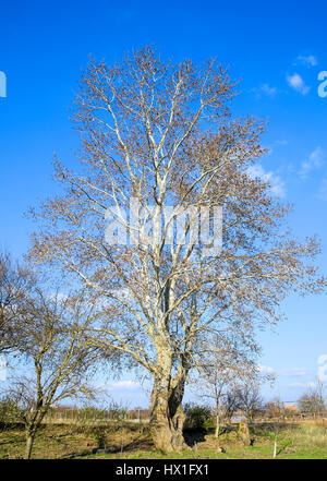 Blooming silver poplar. Silver poplar tree in spring. Poplar fluff from flowers - earrings. Stock Photo