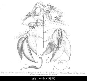 Colutea arborescens, commonly known as bladder-senna, is a deciduous ...