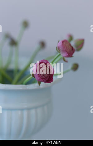 Pink ranunculus in pale green ceramic vase Stock Photo