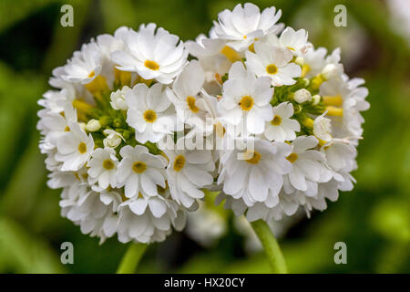 Primula denticulata 'Corolla White', Drumstick Primroses, early spring, in bloom Stock Photo