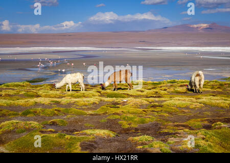 Lamas herd in Laguna colorada, sud Lipez Altiplano reserva Eduardo Avaroa, Bolivia