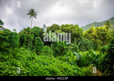 Moorea island jungle and mountains landscape. French Polynesia Stock Photo