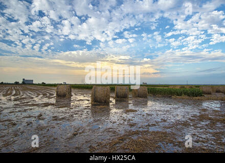 Beautiful Of Sekinchan Paddy Field Stock Photo