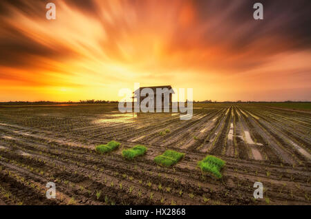 Beautiful Of Sekinchan Paddy Field Stock Photo