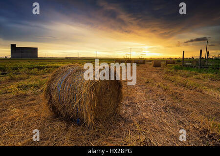 Sekinchan Paddy Field Stock Photo