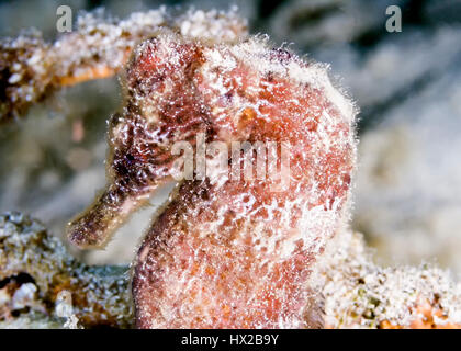 lined seahorse,Hippocampus erectus, northern seahorse or spotted seahorse is a species of fish that belongs to the Syngnathidae family Stock Photo