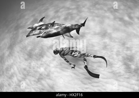 Black and white image of a freediving interacting with a pod of Atlantic spotted dolphins in the crystal. clear waters of the Bahamas. Stock Photo