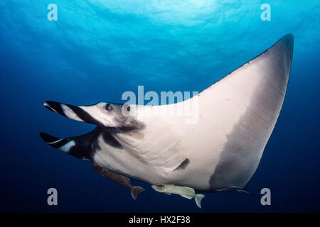 A Giant Manta Ray (Manta birostris), the largest ray in the world, glides through the water in the Pacific ocean off the Revillagigedo Islands. Stock Photo