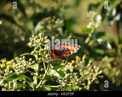 Vivid Small Tortoiseshell butterfly, Aglais urticae, nectaring on ivy flowers by the canal in September sunshine: with open wings and long proboscis. Stock Photo