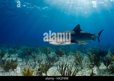 Tiger shark cruising its natural, ocean habitat in the Bahamas. Stock Photo