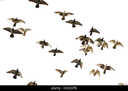 flock of pigeons flying in the sky,light, mail delivery, peace on earth Stock Photo
