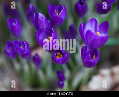 CROCUS AT SPRING 2017 Stock Photo