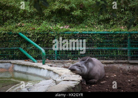 Brazilian tapir (Tapirus terrestris) in Barcelona Zoo, Spain Stock Photo