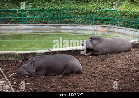 Brazilian tapir (Tapirus terrestris) in Barcelona Zoo, Spain Stock Photo