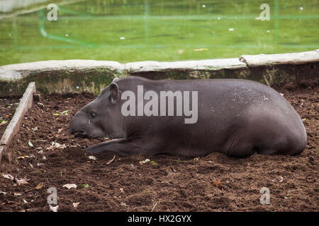 Brazilian tapir (Tapirus terrestris) in Barcelona Zoo, Spain Stock Photo