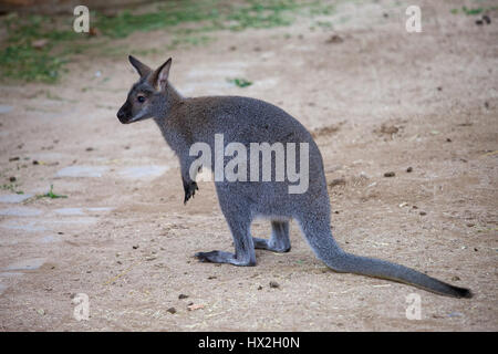 Red-necked wallaby (Macropus rufogriseus, Bennett's wallaby) in Barcelona Zoo, Spain
