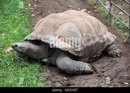 Large Aldabra tortoise Geochelone gigantea Haller Park ...
