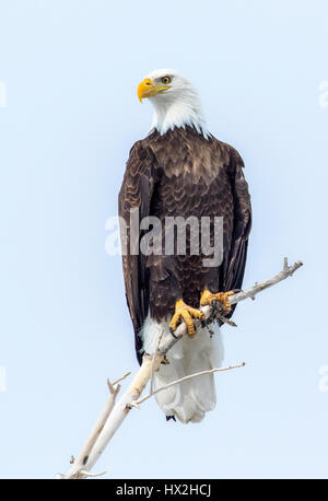 Bald eagle sitting on a tree, Colorado, USA Stock Photo