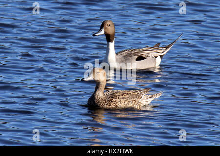 A pair of northern pintail ducks Anas acuta swimming on a lake. Stock Photo