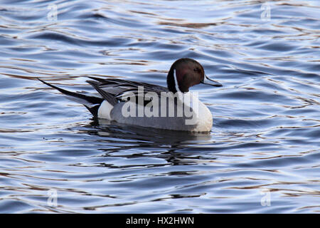 A male northern pintail duck Anas acuta swimming on a lake. Stock Photo