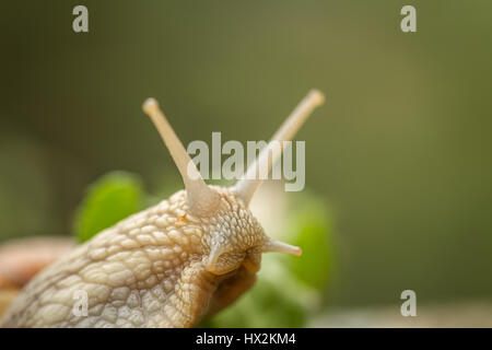 Roman snail aka Burgundy snail - Helix pomatia - portrait Stock Photo