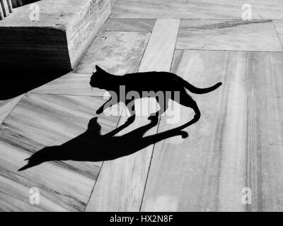 Black Cat and Shadow on A Marble Floor Stock Photo